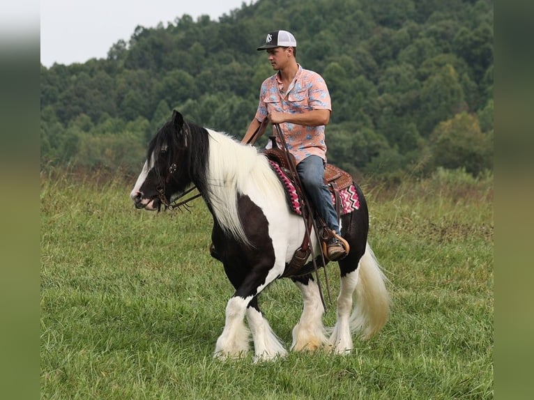 Cob Irlandese / Tinker / Gypsy Vanner Giumenta 15 Anni 152 cm Tobiano-tutti i colori in Somerset KY