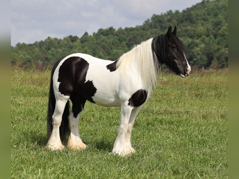 Cob Irlandese / Tinker / Gypsy Vanner Giumenta 15 Anni 152 cm Tobiano-tutti i colori in Somerset KY