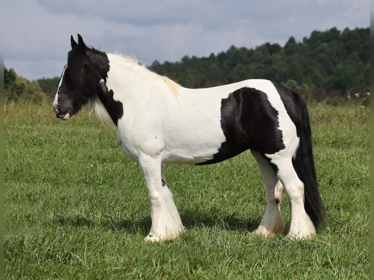 Cob Irlandese / Tinker / Gypsy Vanner Giumenta 15 Anni 152 cm Tobiano-tutti i colori in Somerset KY