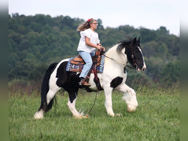 Cob Irlandese / Tinker / Gypsy Vanner Giumenta 15 Anni 152 cm Tobiano-tutti i colori in Somerset KY