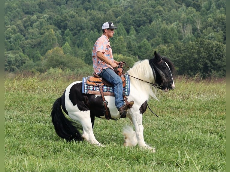 Cob Irlandese / Tinker / Gypsy Vanner Giumenta 15 Anni 152 cm Tobiano-tutti i colori in Somerset KY