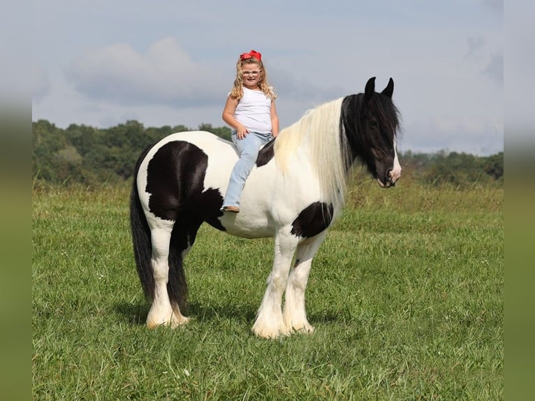 Cob Irlandese / Tinker / Gypsy Vanner Giumenta 15 Anni 152 cm Tobiano-tutti i colori in Somerset KY