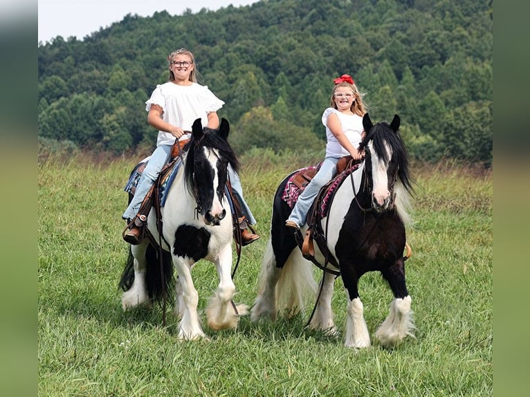 Cob Irlandese / Tinker / Gypsy Vanner Giumenta 15 Anni 152 cm Tobiano-tutti i colori in Somerset KY