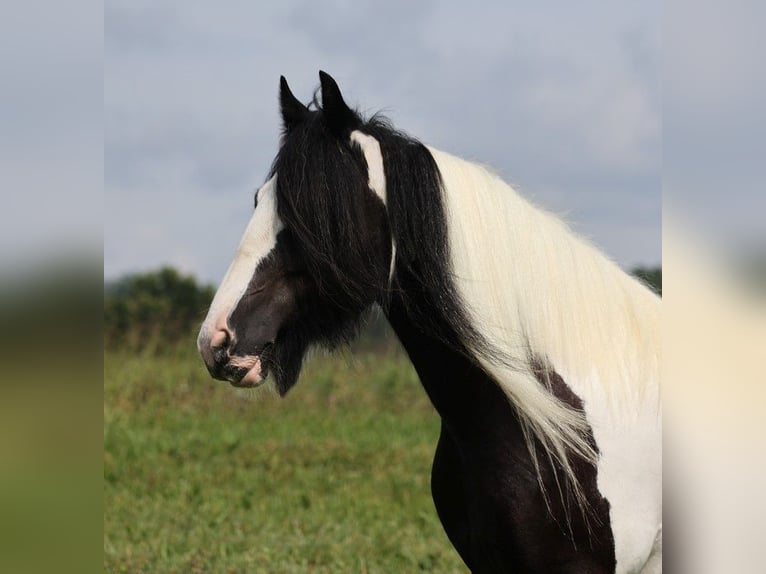 Cob Irlandese / Tinker / Gypsy Vanner Giumenta 15 Anni 152 cm Tobiano-tutti i colori in Somerset KY