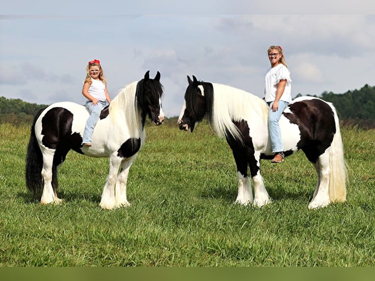 Cob Irlandese / Tinker / Gypsy Vanner Giumenta 15 Anni 152 cm Tobiano-tutti i colori in Somerset KY