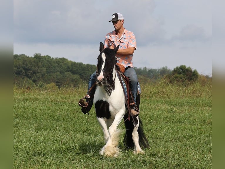 Cob Irlandese / Tinker / Gypsy Vanner Giumenta 15 Anni 152 cm Tobiano-tutti i colori in Somerset KY