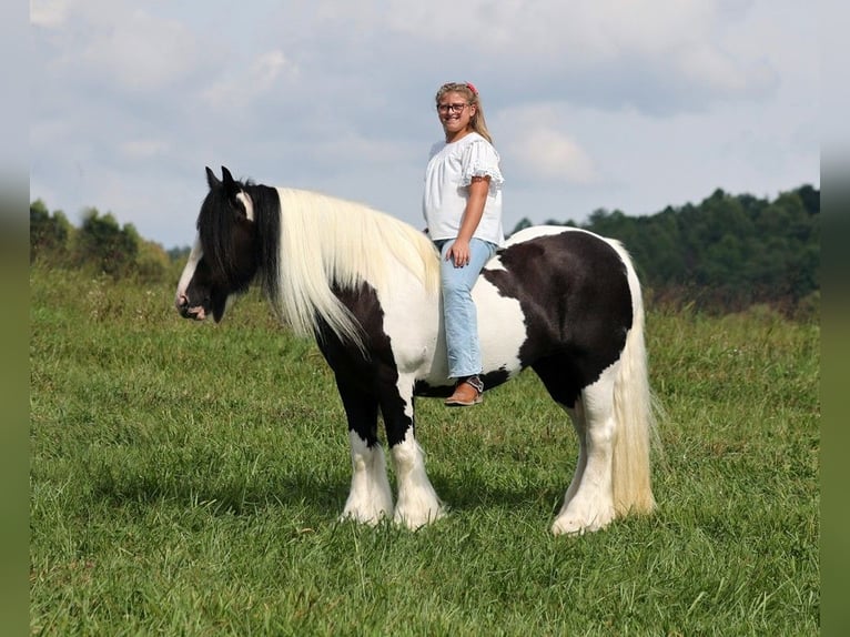 Cob Irlandese / Tinker / Gypsy Vanner Giumenta 15 Anni 152 cm Tobiano-tutti i colori in Somerset KY