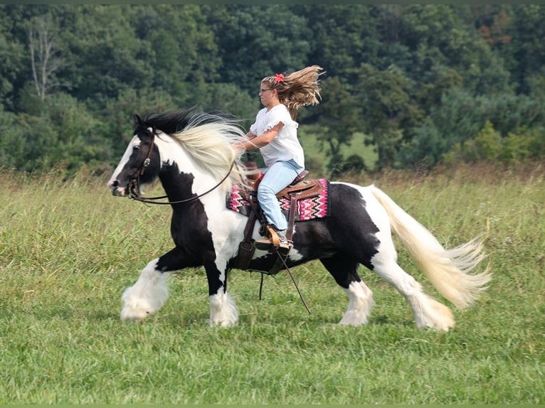 Cob Irlandese / Tinker / Gypsy Vanner Giumenta 15 Anni 152 cm Tobiano-tutti i colori in Somerset KY