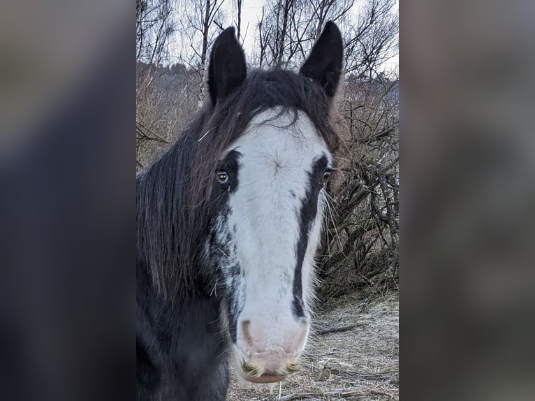 Cob Irlandese / Tinker / Gypsy Vanner Giumenta 15 Anni 157 cm Roano blu in Landstuhl