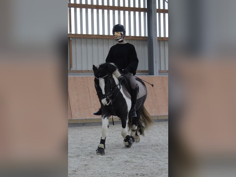 Cob Irlandese / Tinker / Gypsy Vanner Mix Giumenta 16 Anni 125 cm Pezzato in Rodgau