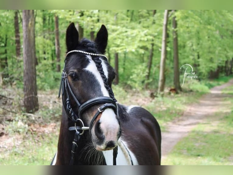 Cob Irlandese / Tinker / Gypsy Vanner Mix Giumenta 16 Anni 125 cm Pezzato in Rodgau