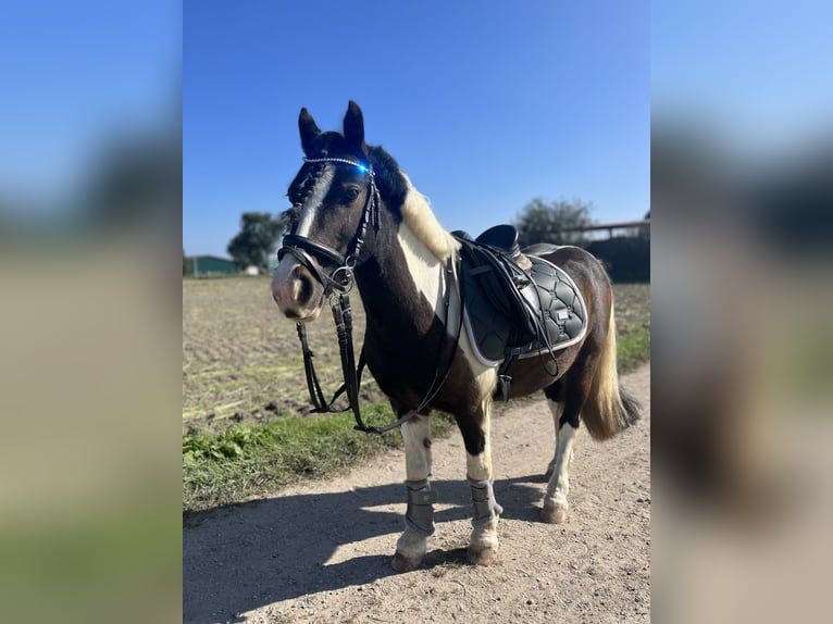 Cob Irlandese / Tinker / Gypsy Vanner Mix Giumenta 16 Anni 125 cm Pezzato in Rodgau