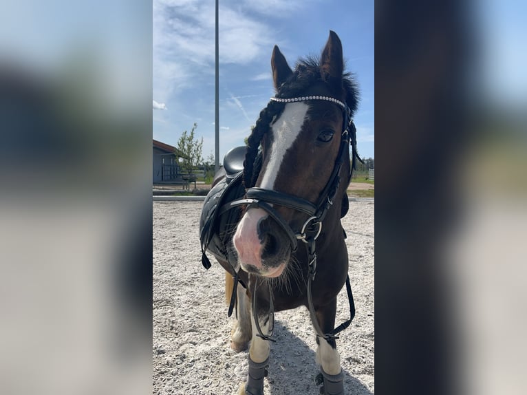 Cob Irlandese / Tinker / Gypsy Vanner Mix Giumenta 16 Anni 125 cm Pezzato in Rodgau