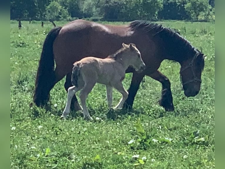 Cob Irlandese / Tinker / Gypsy Vanner Giumenta 16 Anni 140 cm Baio in FröndenbergFröndenberg