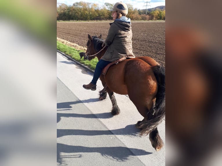 Cob Irlandese / Tinker / Gypsy Vanner Giumenta 16 Anni 140 cm Baio in FröndenbergFröndenberg