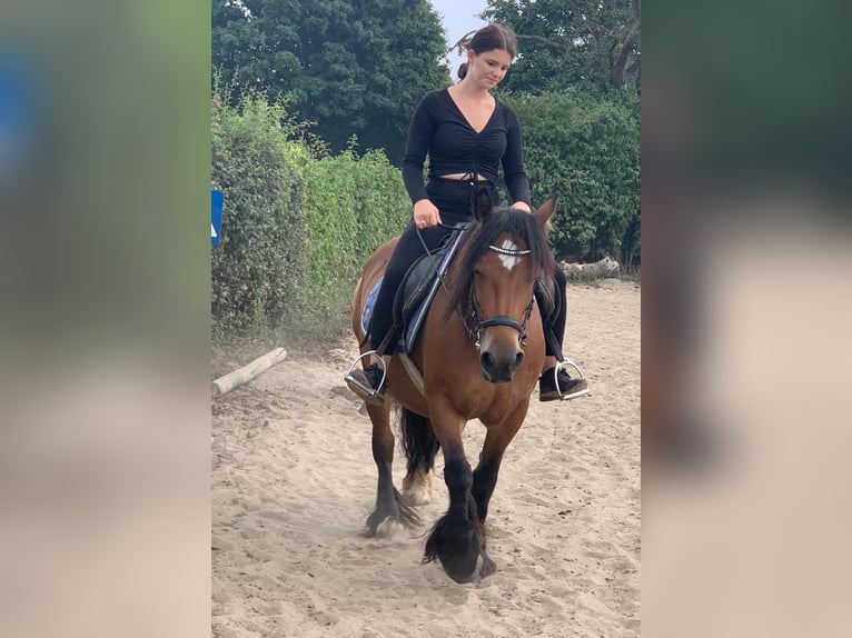 Cob Irlandese / Tinker / Gypsy Vanner Giumenta 16 Anni 140 cm Baio in FröndenbergFröndenberg