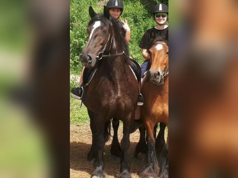 Cob Irlandese / Tinker / Gypsy Vanner Giumenta 16 Anni 140 cm Baio in FröndenbergFröndenberg