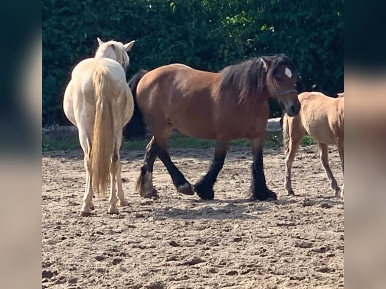 Cob Irlandese / Tinker / Gypsy Vanner Giumenta 16 Anni 140 cm Baio in FröndenbergFröndenberg