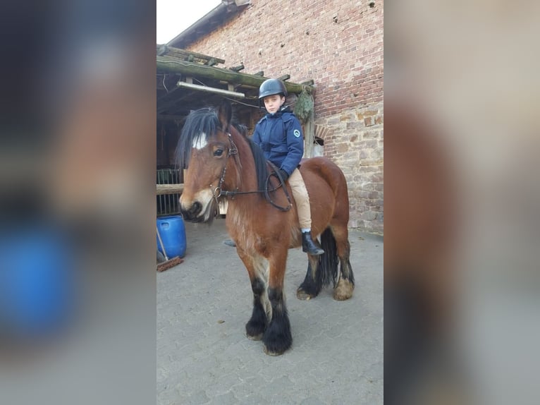 Cob Irlandese / Tinker / Gypsy Vanner Giumenta 16 Anni 140 cm Baio in FröndenbergFröndenberg