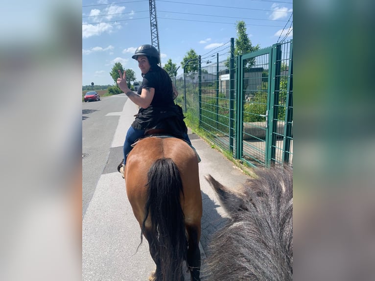 Cob Irlandese / Tinker / Gypsy Vanner Giumenta 16 Anni 140 cm Baio in FröndenbergFröndenberg