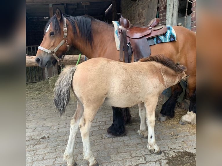 Cob Irlandese / Tinker / Gypsy Vanner Giumenta 16 Anni 140 cm Baio in FröndenbergFröndenberg