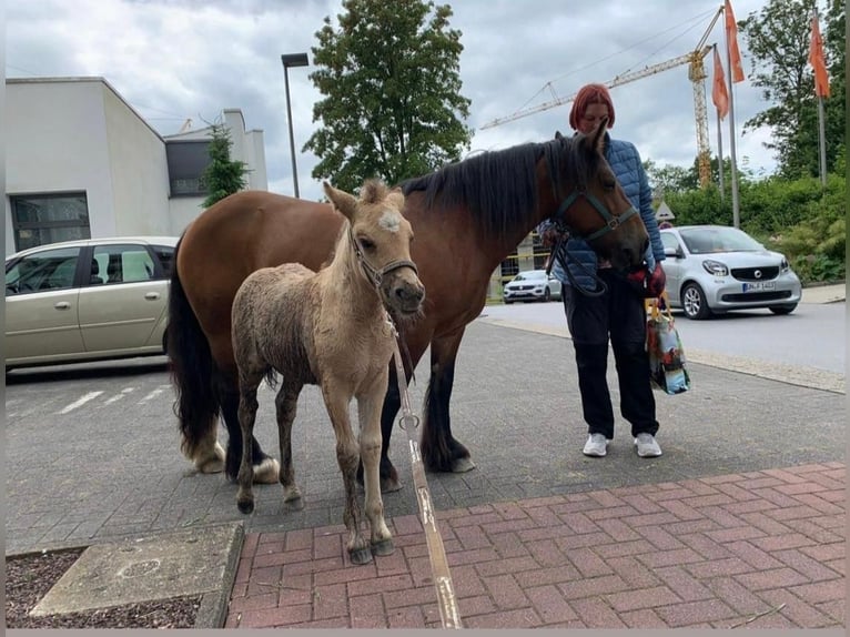 Cob Irlandese / Tinker / Gypsy Vanner Giumenta 16 Anni 140 cm Baio in FröndenbergFröndenberg