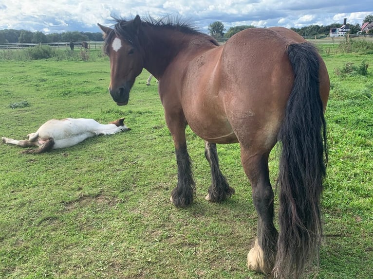 Cob Irlandese / Tinker / Gypsy Vanner Giumenta 16 Anni 140 cm Baio in FröndenbergFröndenberg