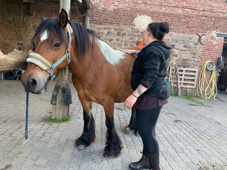 Cob Irlandese / Tinker / Gypsy Vanner Giumenta 16 Anni 140 cm Baio in FröndenbergFröndenberg