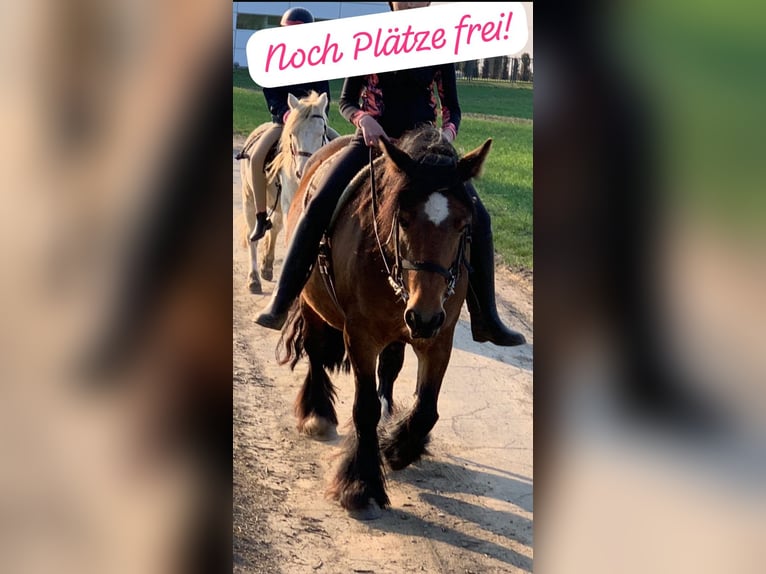 Cob Irlandese / Tinker / Gypsy Vanner Giumenta 16 Anni 140 cm Baio in FröndenbergFröndenberg