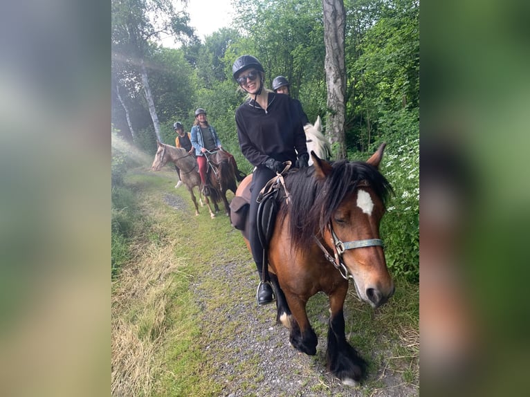 Cob Irlandese / Tinker / Gypsy Vanner Giumenta 16 Anni 140 cm Baio in FröndenbergFröndenberg