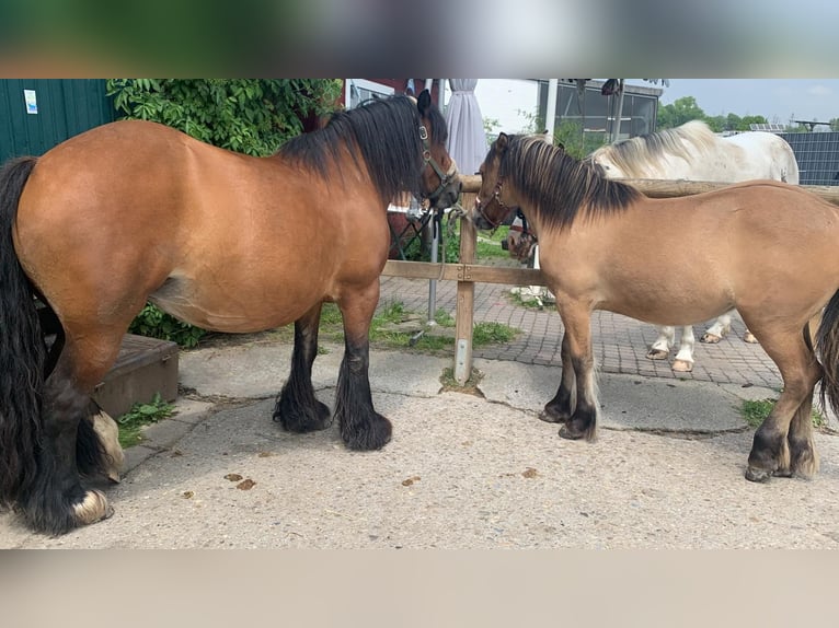 Cob Irlandese / Tinker / Gypsy Vanner Giumenta 16 Anni 140 cm Baio in FröndenbergFröndenberg