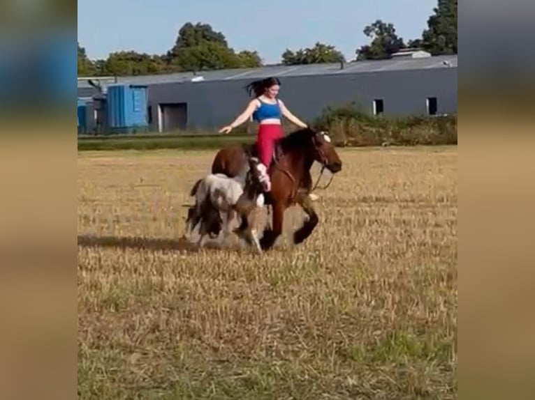 Cob Irlandese / Tinker / Gypsy Vanner Giumenta 16 Anni 140 cm Baio in FröndenbergFröndenberg