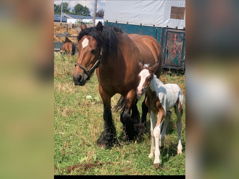 Cob Irlandese / Tinker / Gypsy Vanner Giumenta 16 Anni 140 cm Baio in FröndenbergFröndenberg