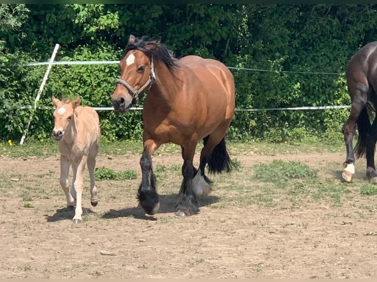 Cob Irlandese / Tinker / Gypsy Vanner Giumenta 16 Anni 140 cm Baio in FröndenbergFröndenberg