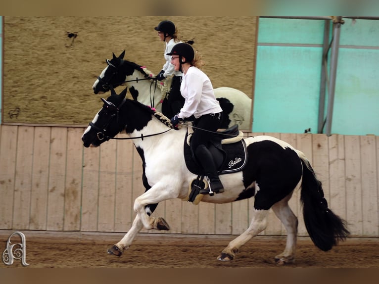 Cob Irlandese / Tinker / Gypsy Vanner Giumenta 16 Anni 140 cm Pezzato in Pronstorf