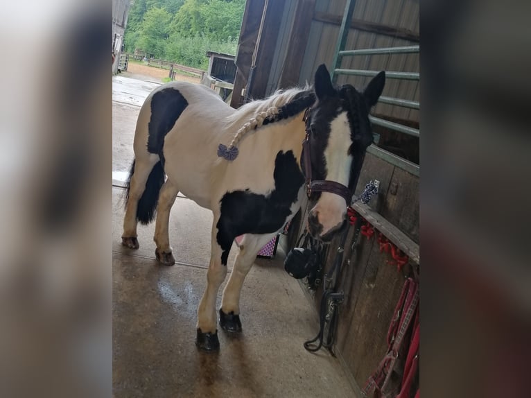 Cob Irlandese / Tinker / Gypsy Vanner Giumenta 16 Anni 140 cm Pezzato in Pronstorf