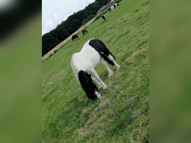 Cob Irlandese / Tinker / Gypsy Vanner Giumenta 16 Anni 140 cm Pezzato in Pronstorf