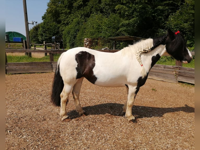 Cob Irlandese / Tinker / Gypsy Vanner Giumenta 16 Anni 140 cm Pezzato in Pronstorf