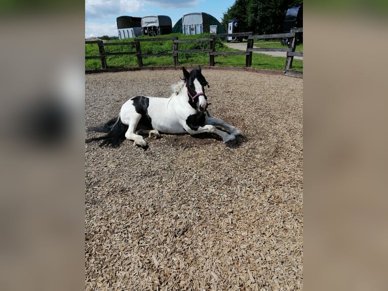 Cob Irlandese / Tinker / Gypsy Vanner Giumenta 16 Anni 140 cm Pezzato in Pronstorf