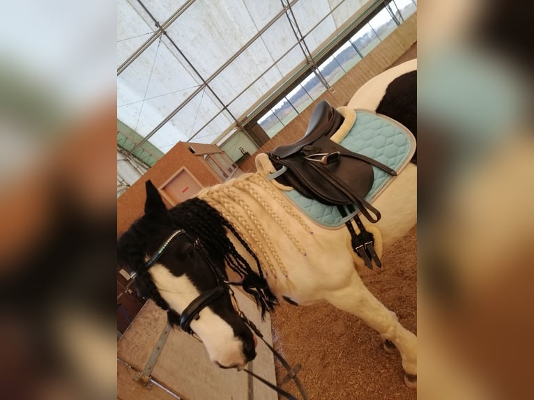 Cob Irlandese / Tinker / Gypsy Vanner Giumenta 16 Anni 140 cm Pezzato in Pronstorf