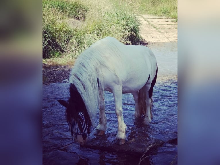 Cob Irlandese / Tinker / Gypsy Vanner Giumenta 16 Anni 146 cm Pezzato in Buhla