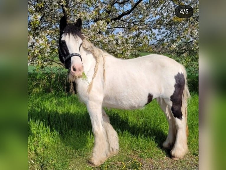 Cob Irlandese / Tinker / Gypsy Vanner Giumenta 16 Anni 146 cm Pezzato in Buhla