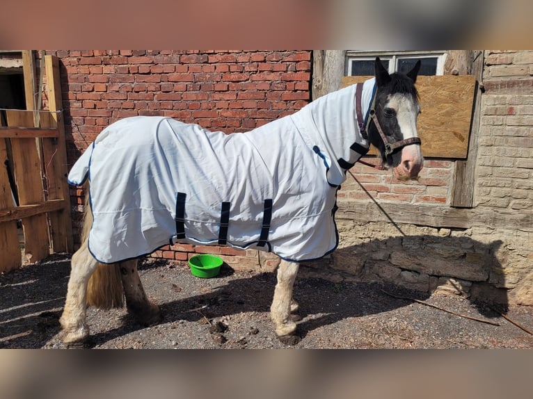 Cob Irlandese / Tinker / Gypsy Vanner Giumenta 16 Anni 146 cm Pezzato in Buhla