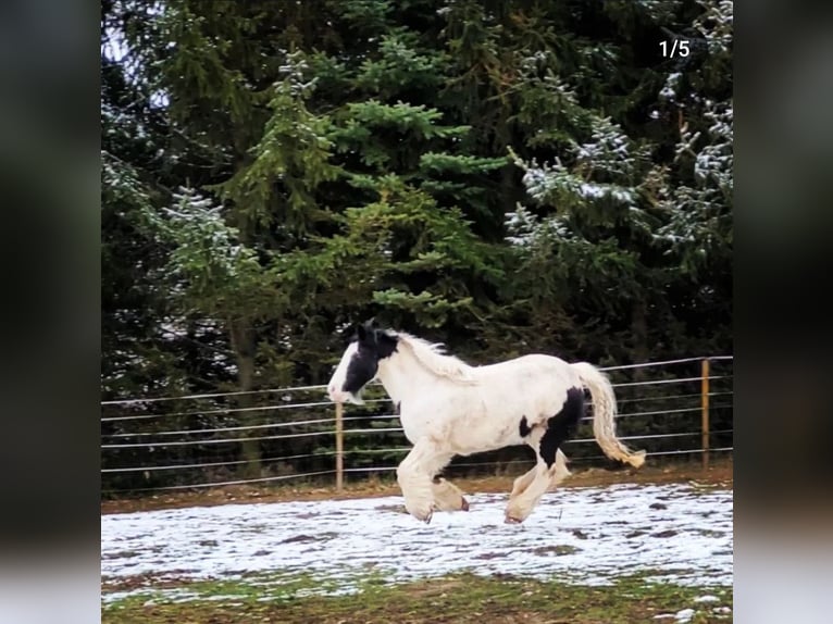 Cob Irlandese / Tinker / Gypsy Vanner Giumenta 16 Anni 146 cm Pezzato in Buhla