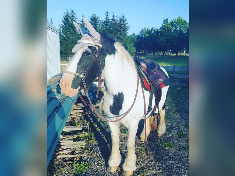 Cob Irlandese / Tinker / Gypsy Vanner Giumenta 16 Anni 146 cm Pezzato in Buhla