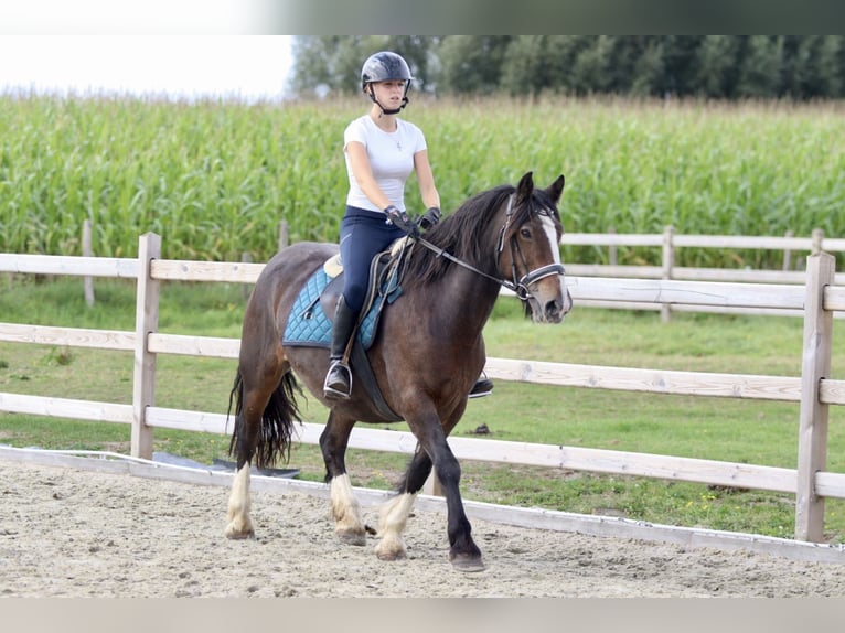 Cob Irlandese / Tinker / Gypsy Vanner Giumenta 16 Anni 148 cm Baio in Bogaarden