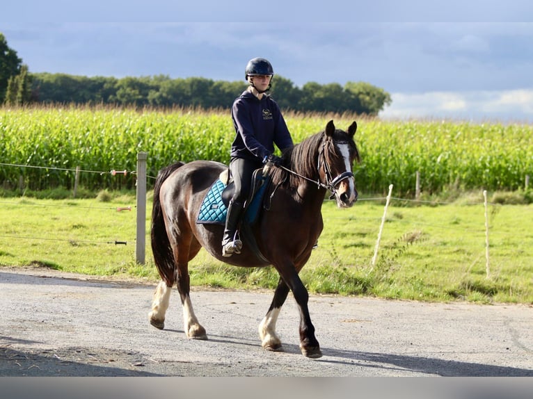 Cob Irlandese / Tinker / Gypsy Vanner Giumenta 16 Anni 148 cm Baio in Bogaarden