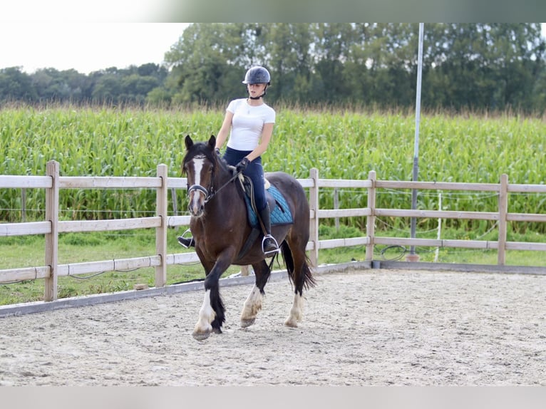 Cob Irlandese / Tinker / Gypsy Vanner Giumenta 16 Anni 148 cm Baio in Bogaarden