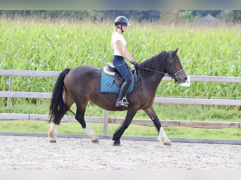 Cob Irlandese / Tinker / Gypsy Vanner Giumenta 16 Anni 148 cm Baio in Bogaarden