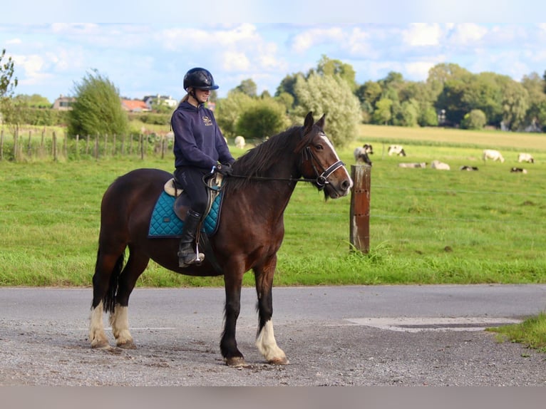 Cob Irlandese / Tinker / Gypsy Vanner Giumenta 16 Anni 148 cm Baio in Bogaarden